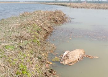 কলাপাড়ায় খালে লোনা পানির প্রবেশে মারা গেছে শতাধিক হাঁস, গবাদিপশুর খাওয়ানোর পানির তীব্র সংকট