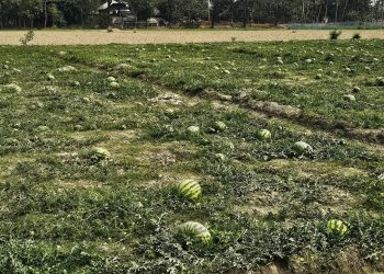 দশমিনার চরাঞ্চলে আগাম তরমুজের বাম্পার ফলনের সম্ভাবনা