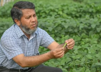 দেশের প্রথম উচ্চ খরা সহনশীল সয়াবিনের জাত “জিএইউ সয়াবিন- ৬” উদ্ভাবন