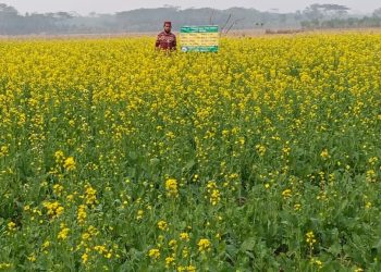 কাউখালীতে সরিষার বাম্পার ফলনে কৃষকদের মুখে হাসি