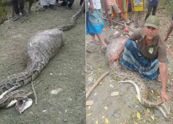 শরণখোলায় ১৮ ফুট লম্বা অজগরের পেটে ছাগল, সুন্দরবনে অবমুক্ত