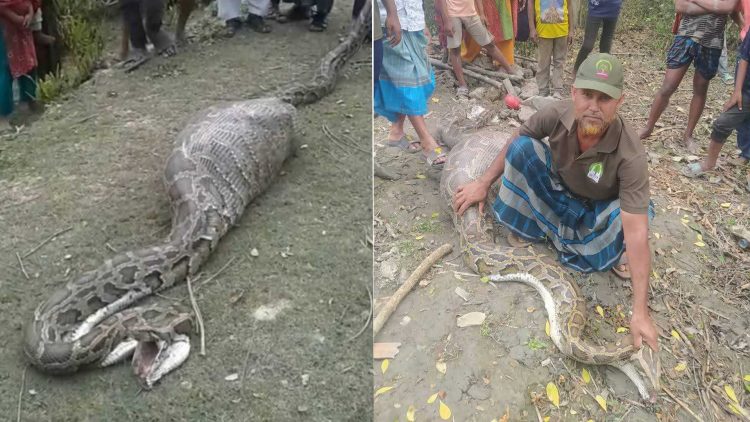 শরণখোলায় ১৮ ফুট লম্বা অজগরের পেটে ছাগল, সুন্দরবনে অবমুক্ত