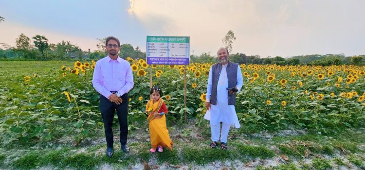 দশমিনায় বিস্তীর্ণ মাঠজুড়ে সূর্যমুখীর হাসির ঝিলিক, কৃষকের বাম্পার ফলনের আশা