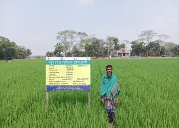 দশমিনায় ফসলি জ‌মিতে বোরো ধানের ব্যাপক আবাদ