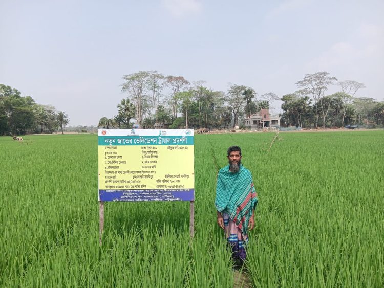 দশমিনায় ফসলি জ‌মিতে বোরো ধানের ব্যাপক আবাদ