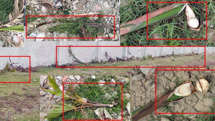 কুয়াকাটায় রাতের আধারে কেটে ফেলা হলো এক বিনিয়োগকারীর দুই শতাধিক গাছ