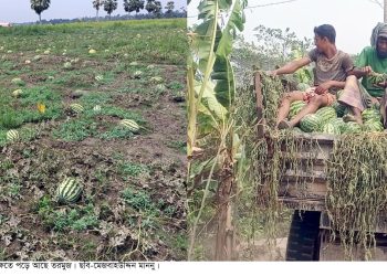 কলাপাড়ায় সহস্রাধিক তরমুজ চাষীর কপাল পুড়েছে, লোকসানের ধকলে রাতের ঘুম হারাম