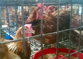 কলাপাড়ার উপকূলীয় বাজারে মুরগির দাম কেজিতে বেড়েছে ৪০-৮০ টাকা, ক্ষুব্ধ সাধারণ মানুষ