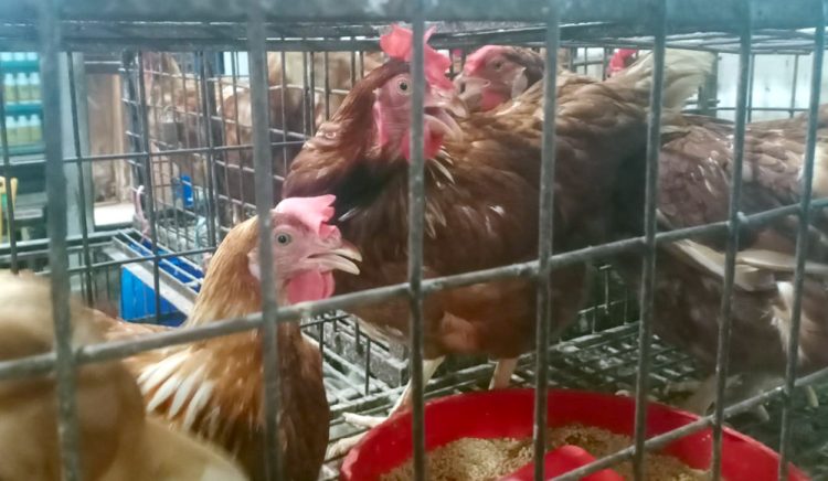 কলাপাড়ার উপকূলীয় বাজারে মুরগির দাম কেজিতে বেড়েছে ৪০-৮০ টাকা, ক্ষুব্ধ সাধারণ মানুষ