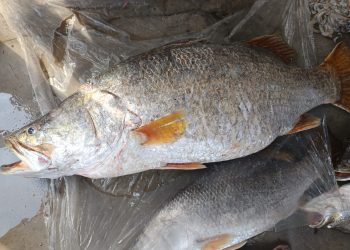 কুয়াকাটায় জেলের জালে ধরা পড়ল ২৩ কেজি ওজনের কোরাল, ৩০ হাজার ৬৪৫ টাকায় বিক্রি