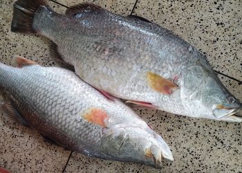 কুয়াকাটায় জেলের জালে ধরা পড়ল বিশালাকৃতির দুই কোরাল, অর্ধলাখে বিক্রি