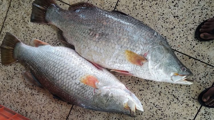 কুয়াকাটায় জেলের জালে ধরা পড়ল বিশালাকৃতির দুই কোরাল, অর্ধলাখে বিক্রি