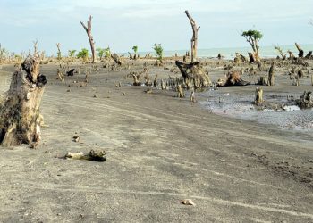 কুয়াকাটার ৭৫ শতাংশ ম্যানগ্রোভ-ননম্যানগ্রোভ বনাঞ্চল সাগরে বিলীন, উপকূলে বাড়ছে দূর্যোগ ঝুঁকি