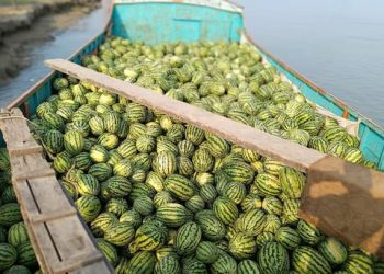 দশমিনায় গ্রীম্মকালীন তরমুজের বাম্পার ফলন