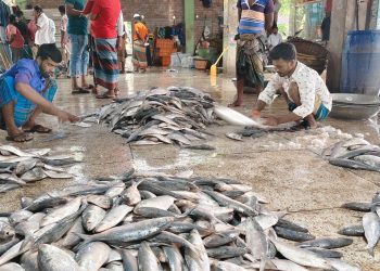 পহেলা বৈশাখকে সামনে রেখে কলাপাড়া উপকূলে ইলিশের দাম আকাশ ছোঁয়া