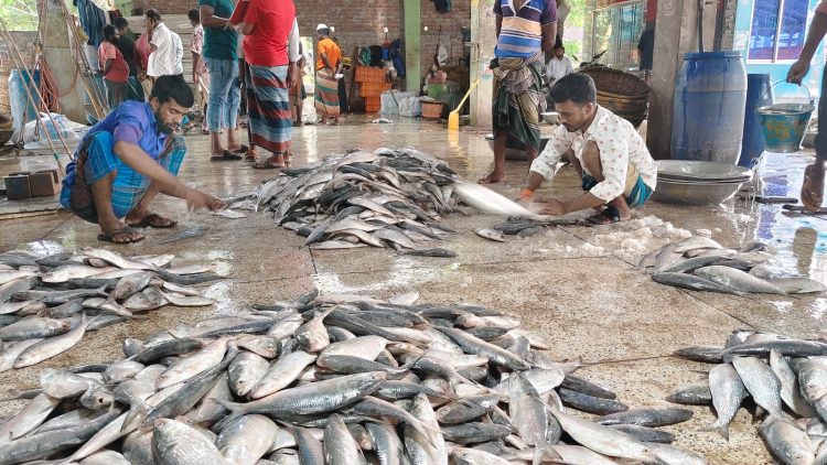 পহেলা বৈশাখকে সামনে রেখে কলাপাড়া উপকূলে ইলিশের দাম আকাশ ছোঁয়া