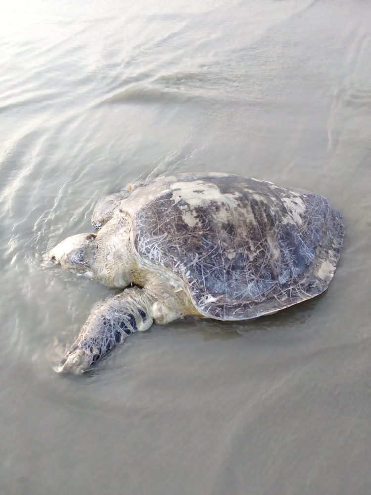 সৈকতে ফের ভেসে এলো ৪০ কেজির অলিভ রিডলি মা কচ্ছপ