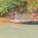 প্রশাসনের চোখ ফাঁকি দিয়ে কাউখালীতে চরগড়া জালের মহোৎসব চলছে