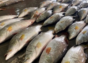 কুয়াকাটায় এক জেলের জালে ধরা পড়ল ৪০ কোরাল; বিক্রি ১ লাখ ৭১ হাজার টাকায়