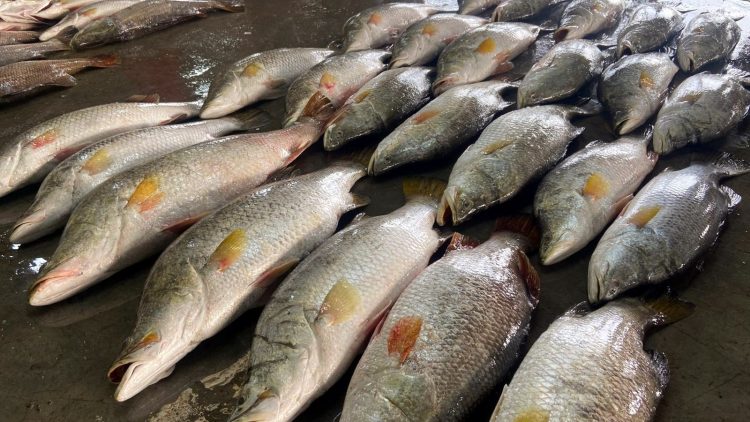 কুয়াকাটায় এক জেলের জালে ধরা পড়ল ৪০ কোরাল; বিক্রি ১ লাখ ৭১ হাজার টাকায়