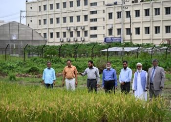 গাকৃবিতে স্বল্পমেয়াদী ও উচ্চ ফলনশীল চিকন ধানের জাত ‘জিএইউ ধান ৪’ উদ্ভাবন