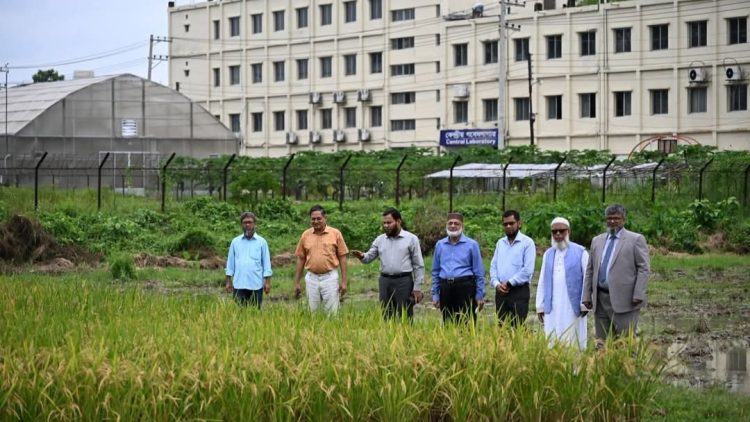 গাকৃবিতে স্বল্পমেয়াদী ও উচ্চ ফলনশীল চিকন ধানের জাত ‘জিএইউ ধান ৪’ উদ্ভাবন