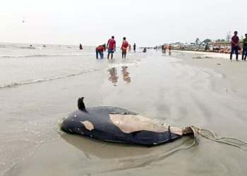 কুয়াকাটা সৈকতে ফের ভেসে এলো ৮ ফুট লম্বা মৃত ডলফিন