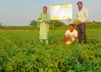 কাউখালীতে পরিত্যক্ত জমিতে তরমুজের বাম্পার ফলন, হাসি ফুটেছে কৃষকের মুখে