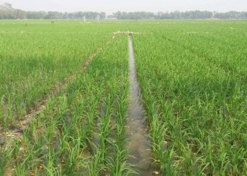 বিস্তীর্ন মাঠ জুড়ে সবুজের সমারোহ ;দশমিনায় উফশী বোরো-৮৯ ধানের বাম্পার ফলনের সম্ভাবনা