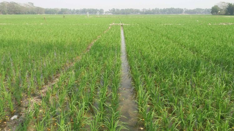 বিস্তীর্ন মাঠ জুড়ে সবুজের সমারোহ ;দশমিনায় উফশী বোরো-৮৯ ধানের বাম্পার ফলনের সম্ভাবনা