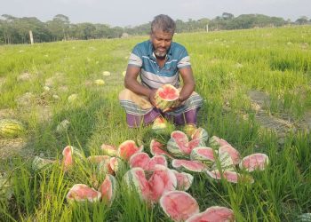 আমতলীতে সাড়ে চারহাজার তরমুজে দুবৃত্তদের দায়ের কোপ, কৃষকের স্বপ্ন ভঙ্গ