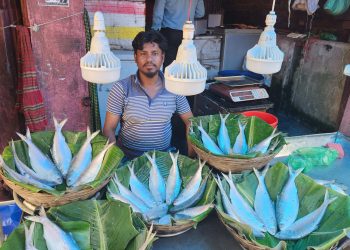 পহেলা বৈশাখ ঘিরে পটুয়াখালীতে ইলিশের বাজারে ‘আগুন’