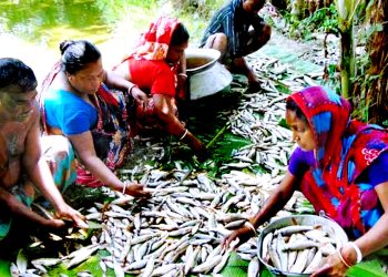 ফকিরহাটে মৎস্যঘেরে বিষ দিয়ে দুইলাখ টাকার মাছ লুট করেছে দুবৃর্ত্তরা