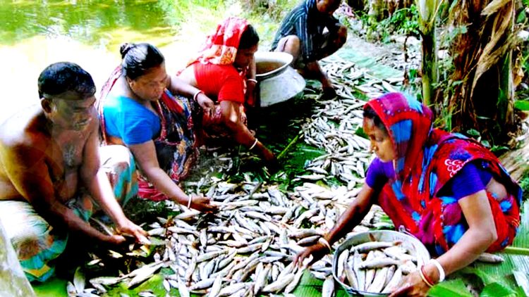 ফকিরহাটে মৎস্যঘেরে বিষ দিয়ে দুইলাখ টাকার মাছ লুট করেছে দুবৃর্ত্তরা