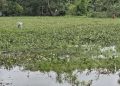 পটুয়াখালীতে কালবৈশাখী ঝড় ও টানা বৃষ্টিতে ডুবে গেছে রবি ফসল, দিশেহারা কৃষক