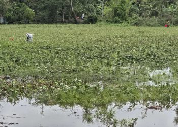 পটুয়াখালীতে কালবৈশাখী ঝড় ও টানা বৃষ্টিতে ডুবে গেছে রবি ফসল, দিশেহারা কৃষক