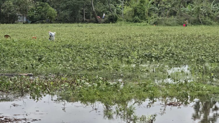 পটুয়াখালীতে কালবৈশাখী ঝড় ও টানা বৃষ্টিতে ডুবে গেছে রবি ফসল, দিশেহারা কৃষক
