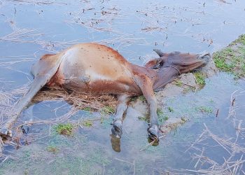 কলাপাড়ায় আচমকা বিরামহীন বজ্রপাতে কৃষকের অর্ধশতাধিক গবাদিপশুর মৃত্যু