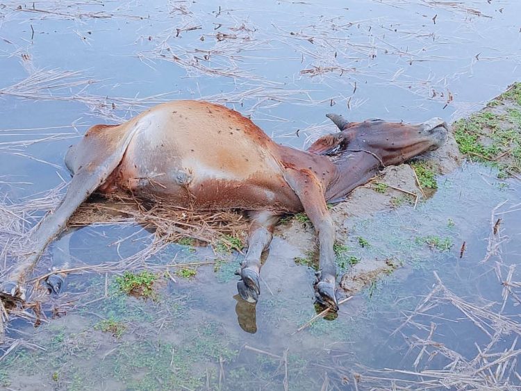 কলাপাড়ায় আচমকা বিরামহীন বজ্রপাতে কৃষকের অর্ধশতাধিক গবাদিপশুর মৃত্যু