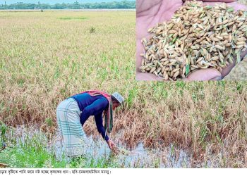 কলাপাড়ায় ক্ষেতে বৃষ্টির পানি জমে নষ্ট হচ্ছে পাকা ধান, কৃষকরা চরম বিপাকে