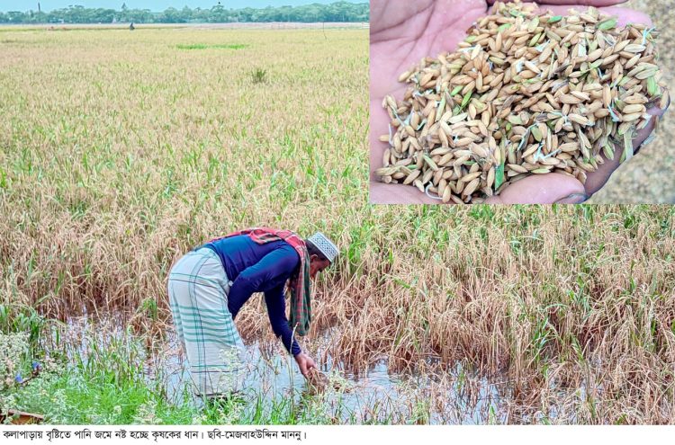 কলাপাড়ায় ক্ষেতে বৃষ্টির পানি জমে নষ্ট হচ্ছে পাকা ধান, কৃষকরা চরম বিপাকে
