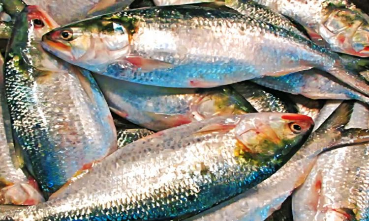 বৈশাখকে ঘিরে বরগুনায় ইলিশ সংকট, চরম দামে বিপাকে ক্রেতারা