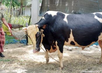 কলাপাড়ায় ১৮ মণের ‘ভয়ংকর’ ও ১৭ মণের ‘বাদশা বাবুর’ গন্তব্য এখন ঢাকায়