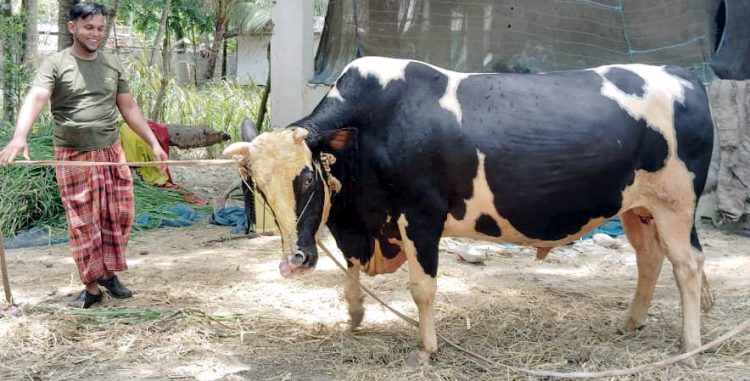 কলাপাড়ায় ১৮ মণের ‘ভয়ংকর’ ও ১৭ মণের ‘বাদশা বাবুর’ গন্তব্য এখন ঢাকায়