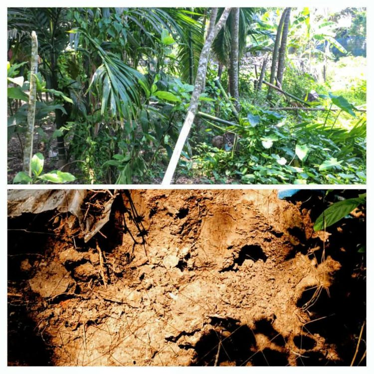 রাঙ্গাবালীতে জমিজমা সংক্রান্ত বিরোধে কবর ভাঙ্গচুর ও গাছ কাটার অভিযোগ