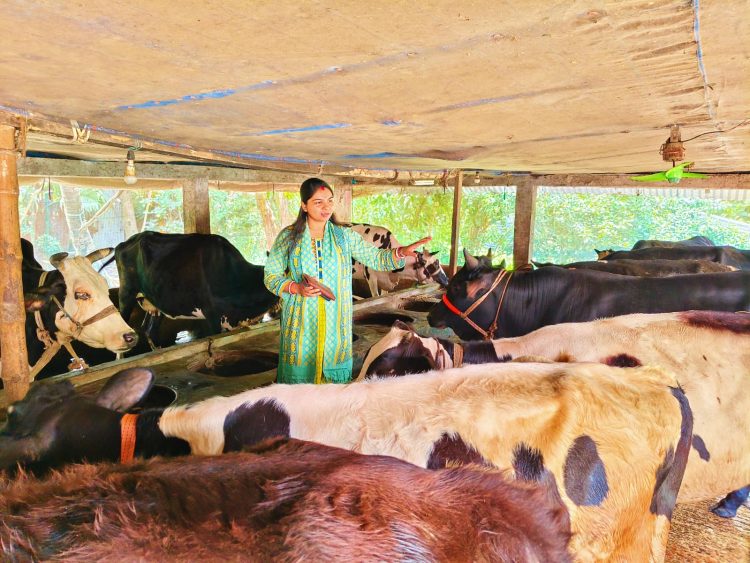 কাউখালীতে কোরবানির ঈদকে সামনে রেখে খামারিদের ব্যস্ততা, বিক্রির জন্য প্রস্তুত ১৫৫৭ টি গবাদি পশু