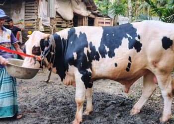 ঈদুল আযহা ঘিরে কাউখালীতে আলোচনায় ‘জমিদার’ ষাঁড়, দেখতে ভিড় মানুষের