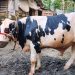 ঈদুল আযহা ঘিরে কাউখালীতে আলোচনায় ‘জমিদার’ ষাঁড়, দেখতে ভিড় মানুষের