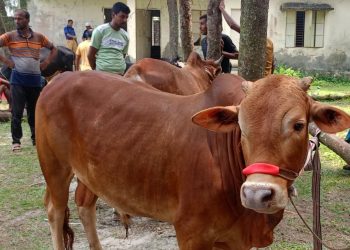 কাউখালীতে খাজনা ছাড়াই পশুর হাটে বেচাকেনা