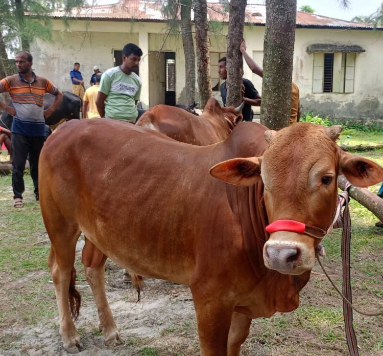 কাউখালীতে খাজনা ছাড়াই পশুর হাটে বেচাকেনা